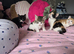 4 adorable female kittens