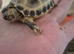Baby Horsfield (Russian) Tortoise For Sale