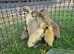 Indian runner duck FEMALES
