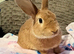 Beautiful rescue male bunny