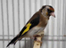 Mutation British Birds (Goldfinch, Redpoll & Siskins)