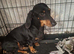 13 weeks dashhaund male