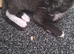 3 x cross breed kitten