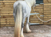 Ride and drive dapple grey mare