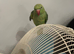 Tamed ringneck with cage