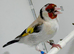 Beautiful Mutation Pair of Siberian Goldfinches