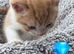 Beautiful persian x kittens