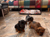 Dachshund X Jack Russell Female Puppies