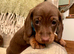 Kennel Club registered small Miniature Dachshund puppies