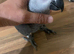 Super tame baby African grey set up