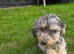 Dachshund for sale