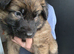 GSD. Litter of 3 - 1 sable boy available