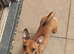 Beautiful female Jack Russel cross chihuahua