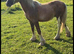 Palamino colt to make 14&rsquo;2