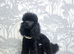 Toy poodle male