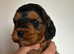 Beautiful Cockapoo F1 Pups