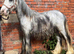 Ronnie yearling colt make 14.2hh