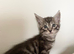 MAINCOON X KITTENS READY NOW