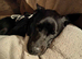 (Urgent) Sweet German Shepherd X Border Collie puppy (male) needing forever home!