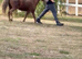 Star 10yrs old Appaloosa Shetland mare 30ins