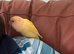 Silly tamed love bird