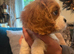 Beautiful King Charles pups