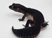 Pure Black Night female leopard Gecko
