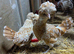 Polish Hens available 1 year old - laying