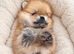Pomeranian puppy's