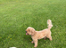 Rehoming required 7yr old poodle