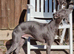 Blue male whippet