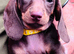 Beautiful miniature dachshund puppies