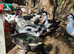 Gorgeous muscovy females available