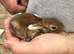 Baby Rex Bunny Doe Ready 14/8