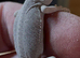 Red Monster Trans Dunner Hypo Blue Bar Dunner Genetic Stripe Zero Bearded Dragons LICENSED BREEDER