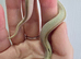 Western Hognose babies ready to go starting price £80