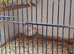Pied javas for sale