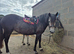 12.2hh Registered New forest mare