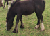 Black traditional cob filly