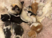 Ragdoll X &pound;100