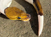 Black pastel leopard pied ball python