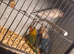 Opaline Lovebirds