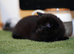 Adorable Kittens Looking for Loving Homes – £30 Each
