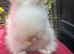 Lionhead Baby Bunnies