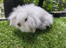 Frosty and seal point mini lion lop boys