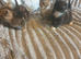 Cross Bengal kittens
