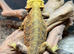 Female bearded dragon