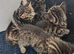 5 Bengal cross kittens