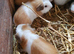 Baby Guinea pigs
