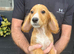 Fox red working cocker spaniel puppies 4 boys & 2 girls